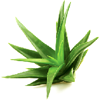 aloe-vera