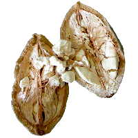 baobab extract