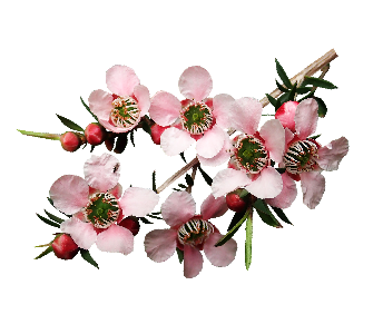 manuka day cream