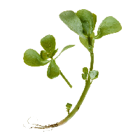 purslane extract