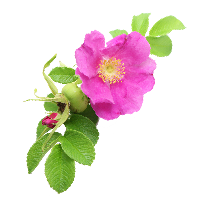 rosa rugosa